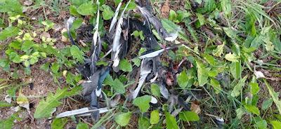 Vida y muerte en el bosque-jardín.