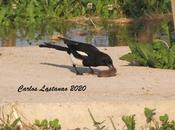 Vida muerte bosque-jardín.