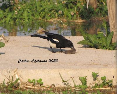 Vida y muerte en el bosque-jardín.
