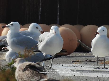 Gaviotas de Audouin y Puertos: Beneficios y Desafíos
