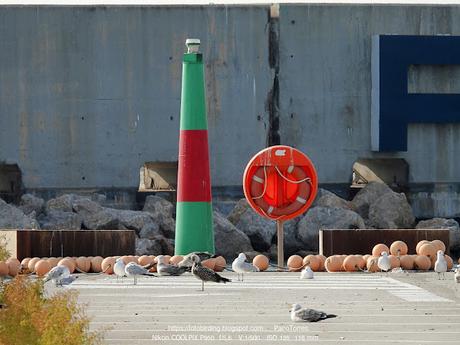 Gaviotas de Audouin y Puertos: Beneficios y Desafíos