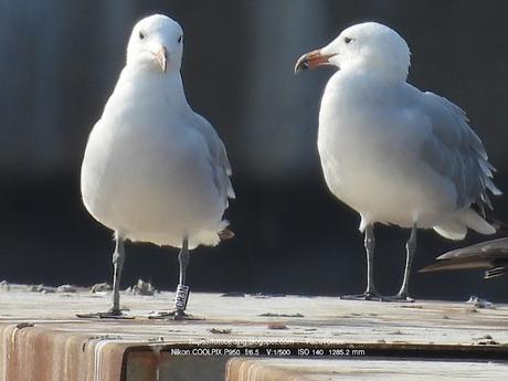 Gaviotas de Audouin y Puertos: Beneficios y Desafíos