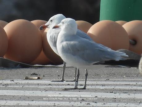 Gaviotas de Audouin y Puertos: Beneficios y Desafíos