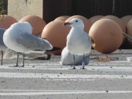 Gaviotas de Audouin y Puertos: Beneficios y Desafíos