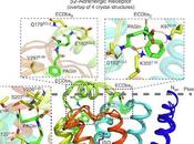 Controlando microbioma mejoran enfermedades cardíacas