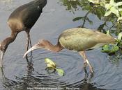 Expansión Morito Común (capó reial)