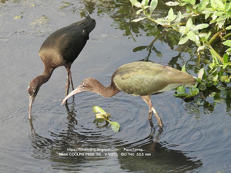 La Expansión del Morito Común (capó reial)