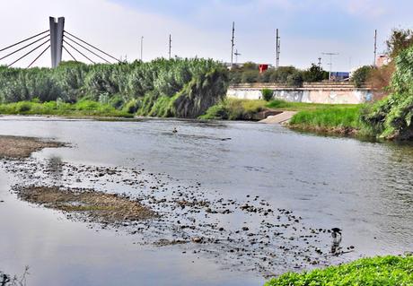 La Expansión del Morito Común (capó reial)