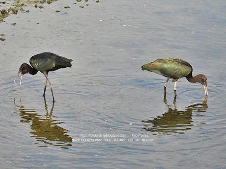 La Expansión del Morito Común (capó reial)