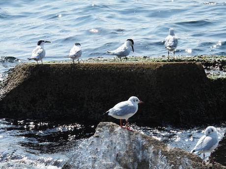 Charranes patinegro en la escollera del Port Olímpic