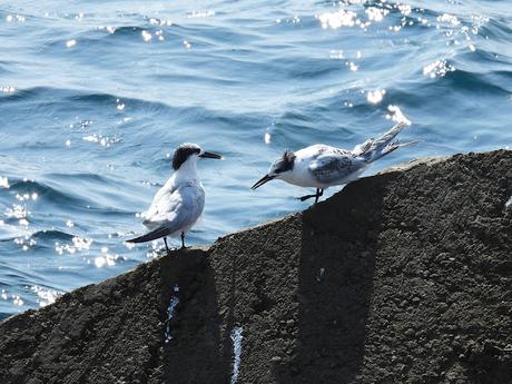 Charranes patinegro en la escollera del Port Olímpic