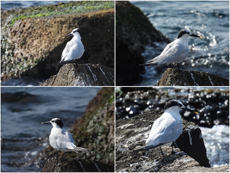 Charranes patinegro en la escollera del Port Olímpic