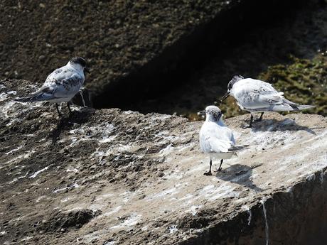 Charranes patinegro en la escollera del Port Olímpic