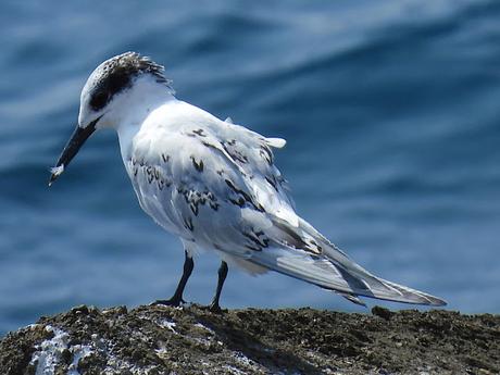 Charranes patinegro en la escollera del Port Olímpic