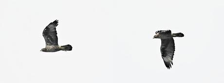 El vuelo majestuoso del águila perdicera en el Delta del Llobregat