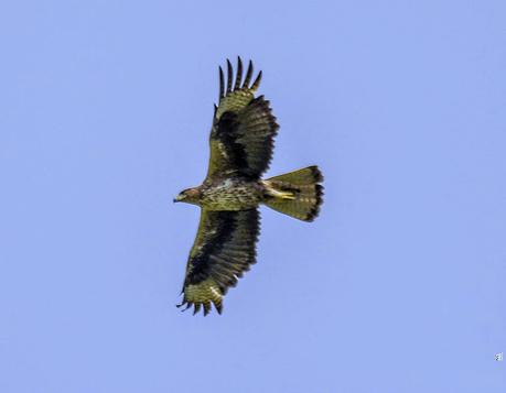 El vuelo majestuoso del águila perdicera en el Delta del Llobregat