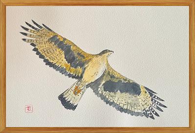 El vuelo majestuoso del águila perdicera en el Delta del Llobregat