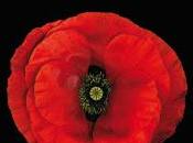 Goethe. metamorfosis plantas