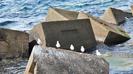 Gaviotas reidoras NH10, NH39, y NE28,