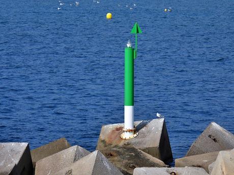 Gaviotas reidoras NH10, NH39, y NE28,