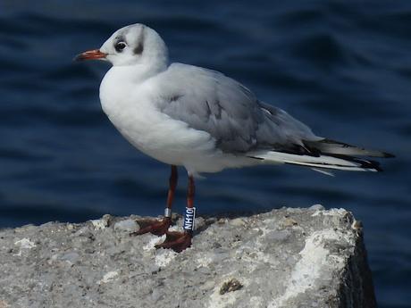 Gaviotas reidoras NH10, NH39, y NE28,