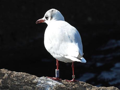 Gaviotas reidoras NH10, NH39, y NE28,