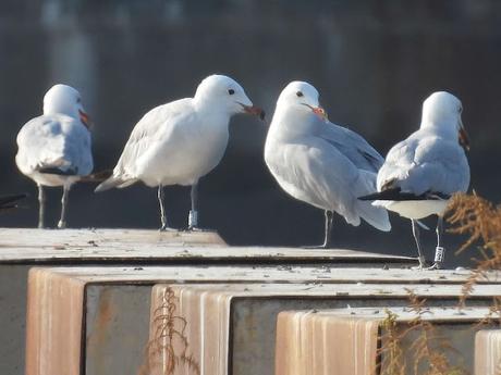 Gaviota de Audouin CSTV