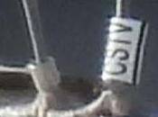 Gaviota Audouin CSTV