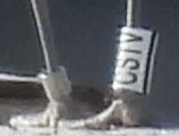 Gaviota de Audouin CSTV