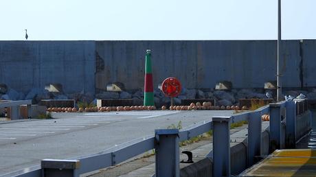 Gaviota de Audouin CSTV