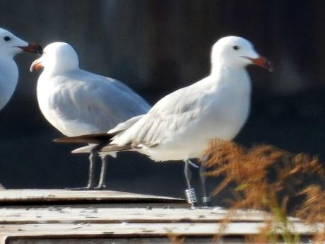 Gaviota de Audouin CSTV