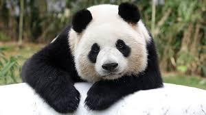 ¿Sigue el oso panda en peligro de extinción? ¿Sigue el oso panda en peligro de extinción?