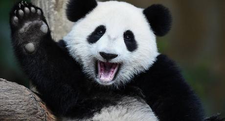 ¿Sigue el oso panda en peligro de extinción?