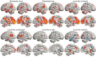 Un estudio revela dónde se encuentra el amor en el cerebro Un estudio revela dónde se encuentra el amor en el cerebro