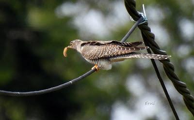 SALIDA POR SUESA (19/08/24)