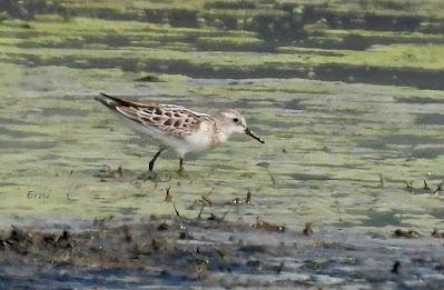 SALIDA POR SUESA (19/08/24)