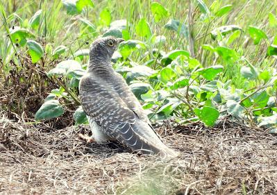 SALIDA POR SUESA (19/08/24)