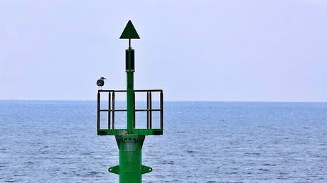 La Gaviota NF90 y la Sombra del Rey Cisne La Gaviota NF90 y la Sombra del Rey Cisne