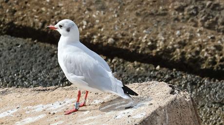 La Gaviota NF90 y la Sombra del Rey Cisne La Gaviota NF90 y la Sombra del Rey Cisne
