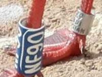 La Gaviota NF90 y la Sombra del Rey Cisne La Gaviota NF90 y la Sombra del Rey Cisne