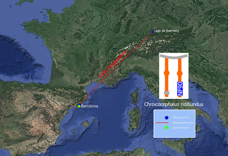 La Gaviota NF90 y la Sombra del Rey Cisne La Gaviota NF90 y la Sombra del Rey Cisne