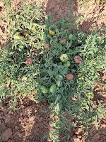 EL TOMATE DE SECANO LLEGA A MALDONADO 14 EL TOMATE DE SECANO LLEGA A MALDONADO 14