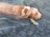 inteligencia emocional tiene patas pelos