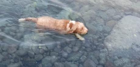 La inteligencia emocional tiene patas y pelos