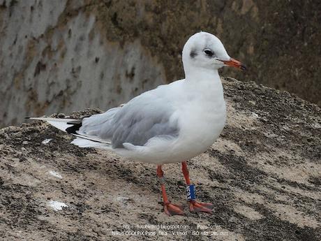 Gaviota reidora NE93 llega desde Polonia