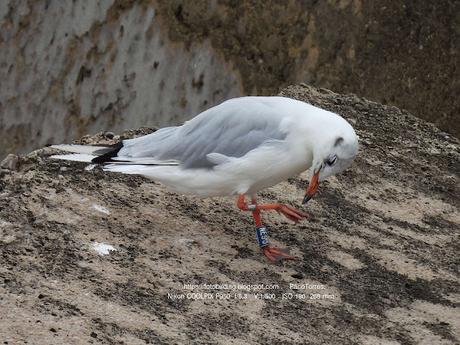 Gaviota reidora NE93 llega desde Polonia
