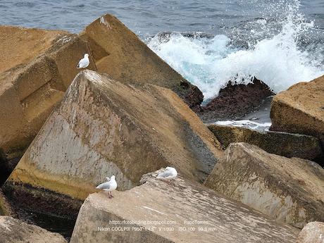 Gaviota reidora NE93 llega desde Polonia