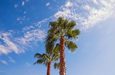 Washingtonia Robusta, Palmera de California: Palmeral de Elche Washingtonia Robusta, Palmera de California: Palmeral de Elche