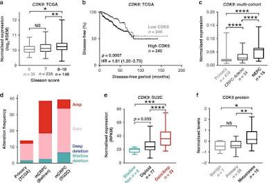 Descubren un tratamiento para el cáncer de próstata incurable Descubren un tratamiento para el cáncer de próstata incurable