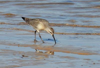 RUTA ENTRE LAREDO Y COLINDRES